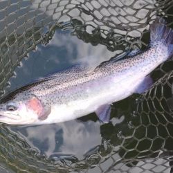 釣り納め ～大安トラウトレイク～